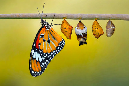 Butterfly emerging from chrysalis hanging on a twigの素材