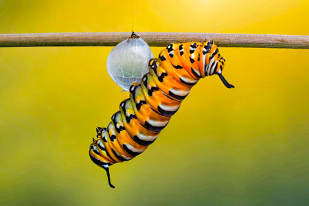Caterpillar of Common Tiger Swallowtail (Papilio machaon)の素材