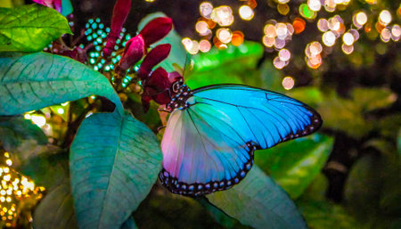 Blue butterfly on green leaf with bokeh background, Thailand.の素材