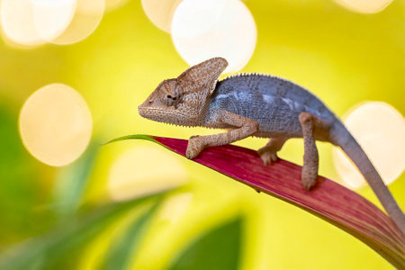 Close up of a chameleon on a flower in the gardenの素材