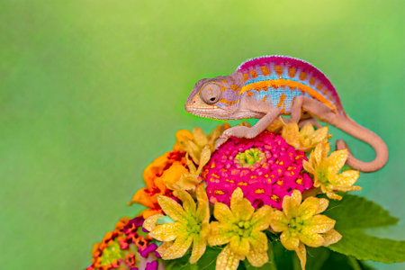 colorful chameleon on a flower with copy space for textの素材