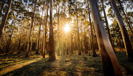 Sunset in the eucalyptus forest, Australia.の素材