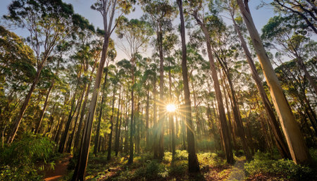 Sunset in the eucalyptus forest, Australia.の素材