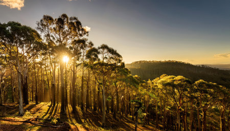 Sunrise over the eucalyptus forest in Victoria Australiaの素材
