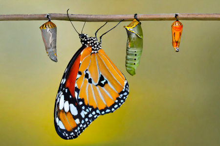 Butterfly emerging from chrysalis hanging on a twigの素材