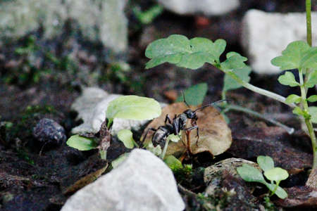 Black ant adventureの写真素材