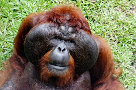 PONGO PYGMAEUS, Male orang utan, Sarawakの写真素材