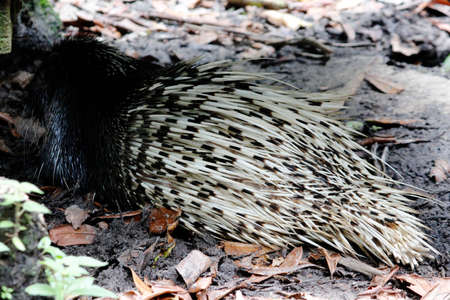 Porcupine of Sarawak, back view, Sarawak National Parkの写真素材