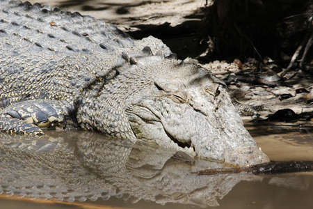 Crocodile lying on the edge of the waterの写真素材