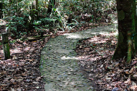 Jungle path, Sarawak National Parkの写真素材
