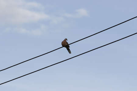 Pigeon rest on an electric wireの写真素材