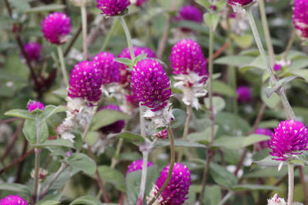 Purple mix pink flowering plantsの写真素材