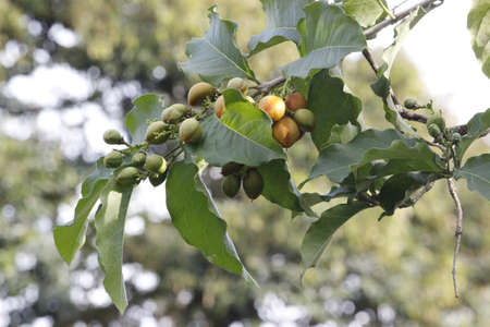 Sarawak sweet datesの写真素材