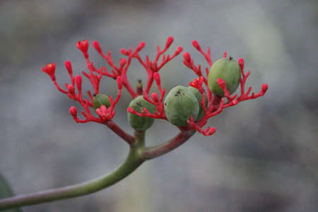 Round shape flora in Sarawakの写真素材