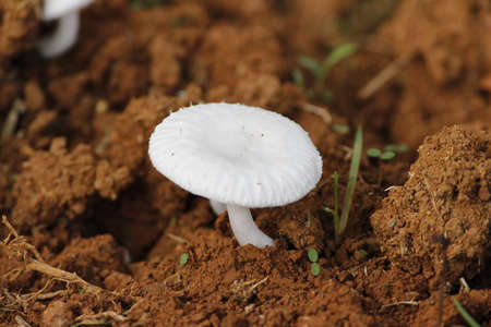 Wild mushroom found on the soil, close-upの写真素材