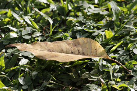 A dried leaf on the grassの写真素材