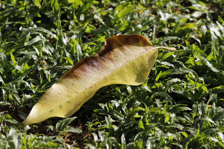 An old leaf on the grassの写真素材