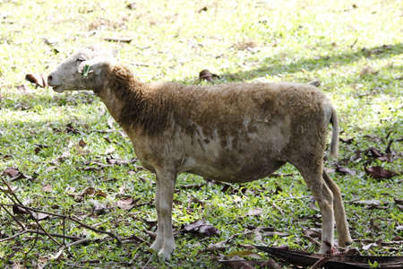 Asia sheep full body photoshootの写真素材