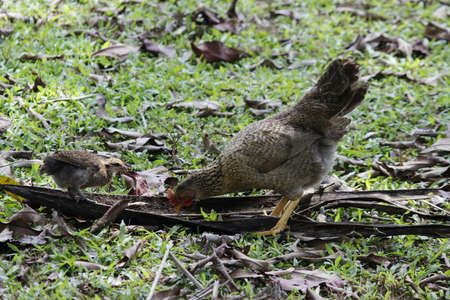 Hen and chick finding food on grassesの写真素材