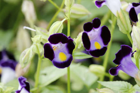 Malaysia purple color tropical flowersの写真素材