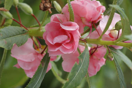 Malaysia pink colour tropical flowerの写真素材