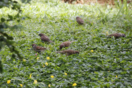 A group of birds finding food on grassesの写真素材