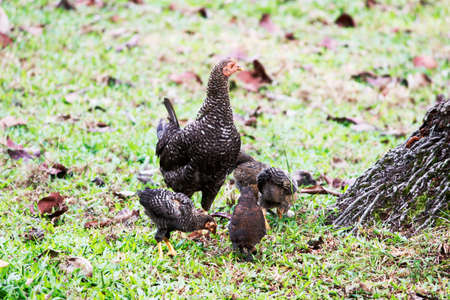 Hen with chicks, Asiaの写真素材