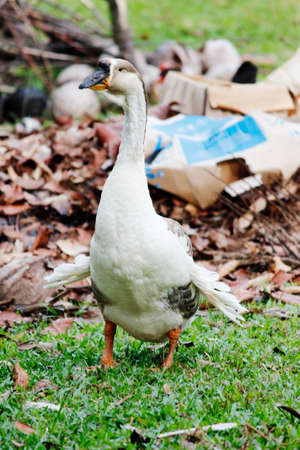 An asia duck standing in front of a messy placeの写真素材