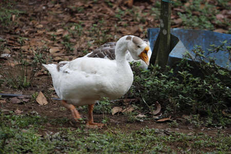 An asia duck walking on grassesの写真素材