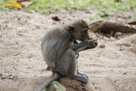 Asia baby monkey eatingの写真素材