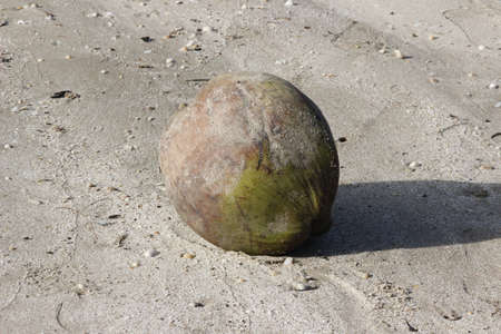 A coconut on beach close-up viewの写真素材