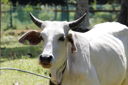 Asia cow photoshootの写真素材