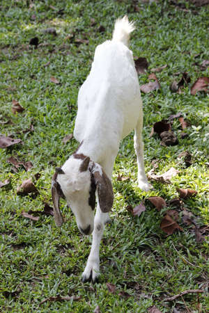 Asia baby sheep walking with head downの写真素材