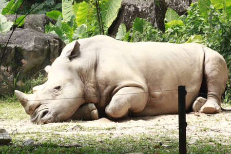 Rhino Sleepingの写真素材