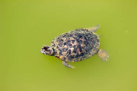The turtle swimming, Malaysiaの写真素材