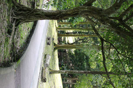 Park Walkway Surround with Treesの写真素材