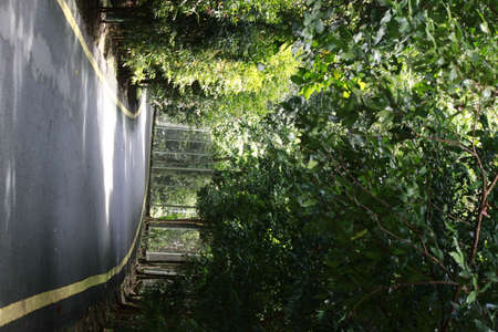 Trees surround the road, Malaysia