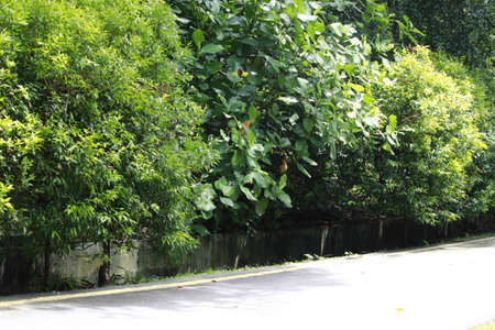 Trees beside the road, Malaysiaの写真素材
