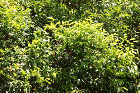 Trees close Up, Malaysiaの写真素材