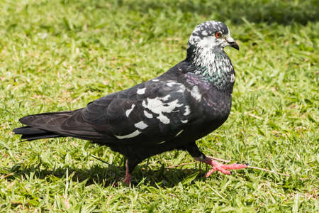 Pigeon in gardenの写真素材