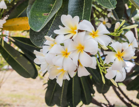 Evergreen Frangipani, Graveyard Flower, Pagoda Tree, Temple Treeの写真素材
