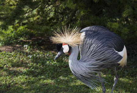 African crane in the sun with tropical backgroundの写真素材