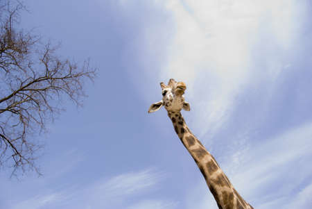  A funny perspective picture of a giraffe and a tree in the Garda safariの写真素材