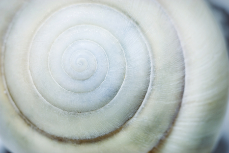 Spiral seashell macro closeup. Small depth of fieldの写真素材