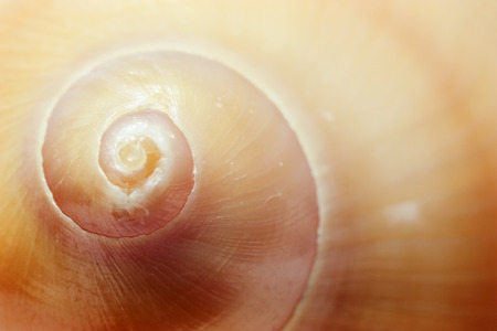 Brown spiral seashell macro closeup. Small depth of field