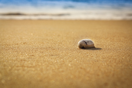 a mollusc on the sandの写真素材