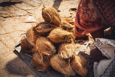 ripe coconuts at the asian local market (Goa, India)の写真素材