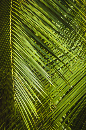 palm tree leaves in the sunlightの写真素材