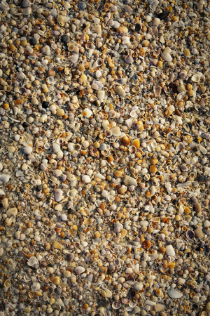 plenty of little seashells backgroundの写真素材