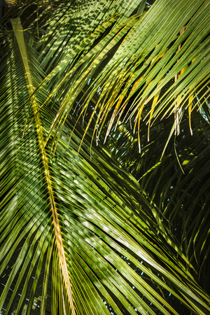 leaves of coconut tree in the sunlight の写真素材